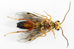 Tenthredopsis friesei