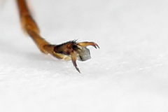 Tenthredopsis friesei