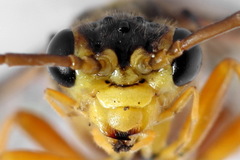 Tenthredopsis friesei