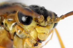 Tenthredopsis friesei