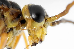 Tenthredopsis friesei