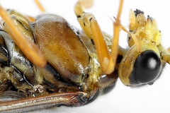 Tenthredopsis friesei