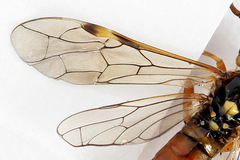 Tenthredopsis friesei