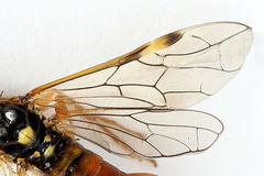 Tenthredopsis friesei