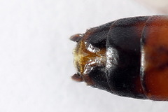 Tenthredopsis friesei