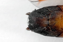 Tenthredopsis friesei