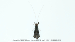 Mystacides azureus