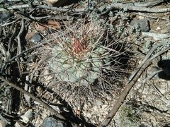 Thelocactus hexaedrophorus