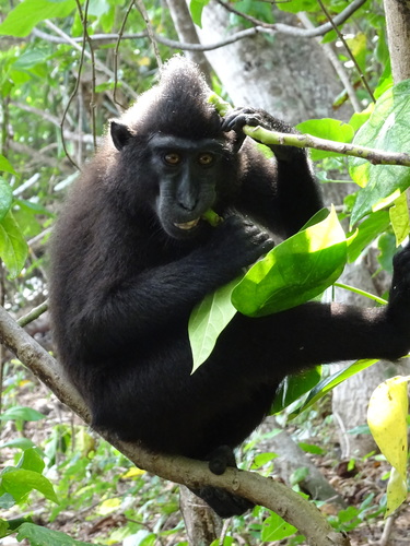 Macaca nigra