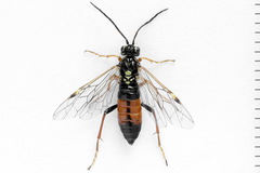 Tenthredopsis friesei