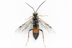 Tenthredopsis friesei