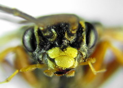 Tenthredopsis friesei