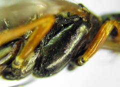 Tenthredopsis friesei