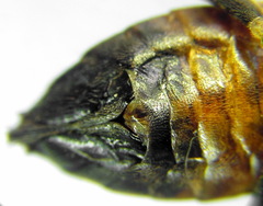 Tenthredopsis friesei