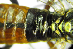 Tenthredopsis friesei