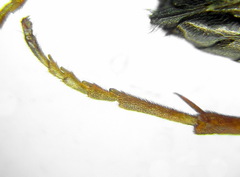 Tenthredopsis friesei