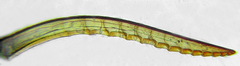 Tenthredopsis friesei