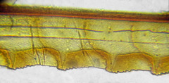 Tenthredopsis friesei