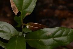 Endiandra muelleri