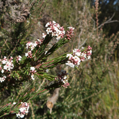 Leucopogon collinus