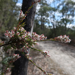 Leucopogon collinus