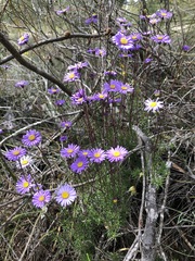 Olearia ciliata