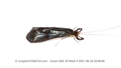 Mystacides azureus