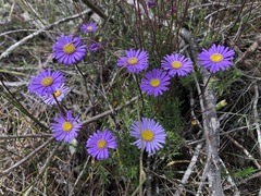 Olearia ciliata