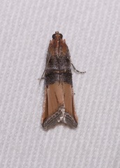Dasypyga alternosquamella