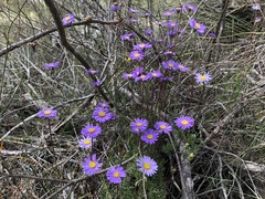Olearia ciliata