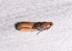 Dasypyga alternosquamella
