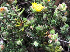 Hibbertia crinita