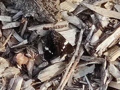 Platagarista macleayi