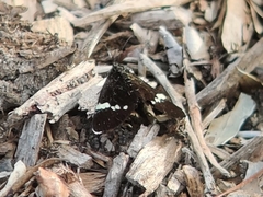 Platagarista macleayi