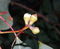 Eucalyptus baueriana thalassina