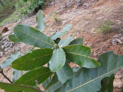 Quercus elliptica