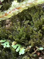 Crossocalyx hellerianus