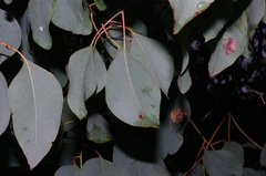 Eucalyptus baueriana thalassina