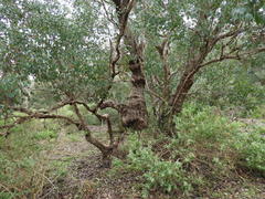 Eucalyptus baueriana thalassina