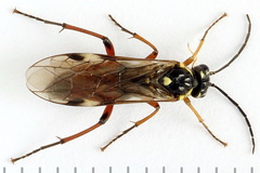 Tenthredopsis ornata