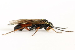 Tenthredopsis ornata
