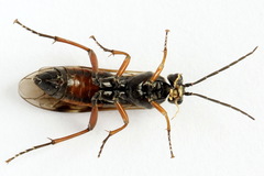 Tenthredopsis ornata