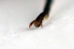 Tenthredopsis ornata