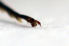 Tenthredopsis ornata