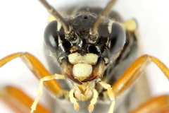 Tenthredopsis ornata