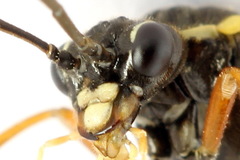 Tenthredopsis ornata