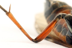 Tenthredopsis ornata