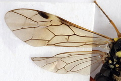 Tenthredopsis ornata