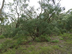 Eucalyptus baueriana thalassina