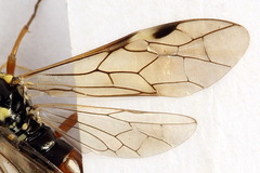 Tenthredopsis ornata